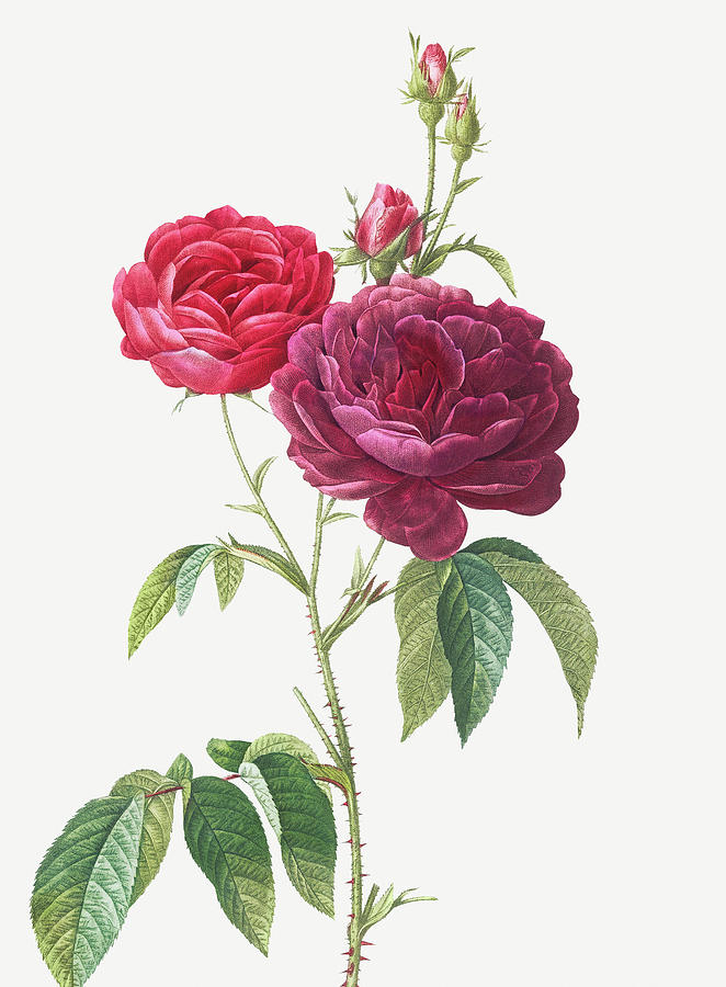 Pierre Joseph Redoute Painting - Purple French Rose, Rosa gallica purpuro violacea magna by Pierre Joseph Redoute