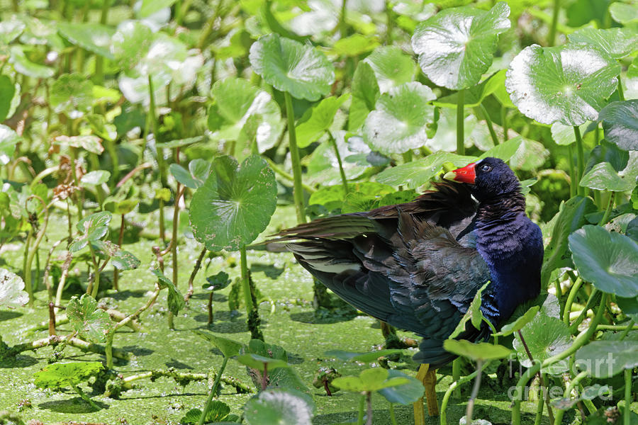Purple Gallinule Grooming Photograph by Natural Focal Point Photography
