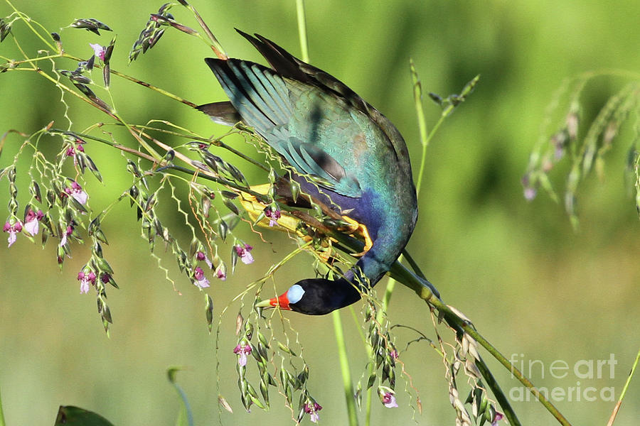 Purple Gallinule Photograph by Meg Rousher