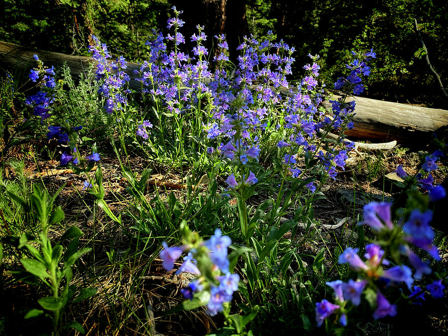 Purple Garden Photograph by Dan Miller
