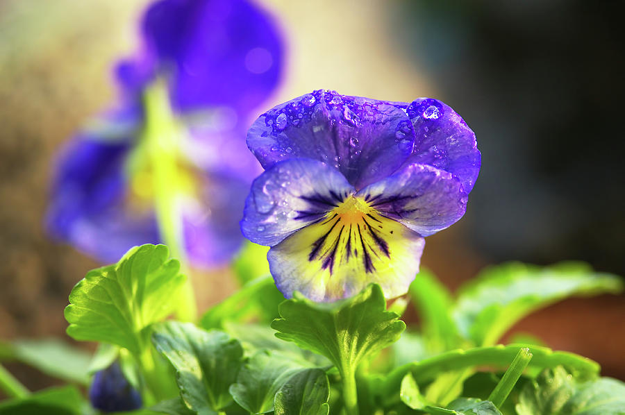 Purple Garden Pansy Photograph by Sharon Talson