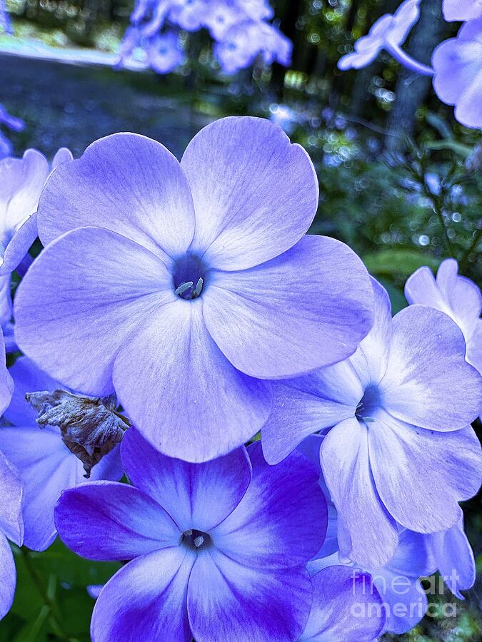 Blue Phlox Wildflower  Photograph by Charlene Adler