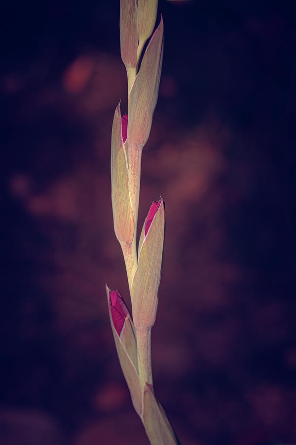 Summer Photograph - Purple Gladioli Portrait by AS MemoriesLiveOn