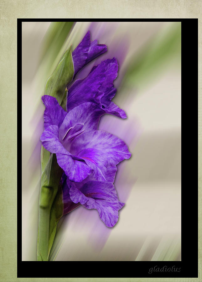 Purple Gladiolus Bloom Photograph by Patti Deters