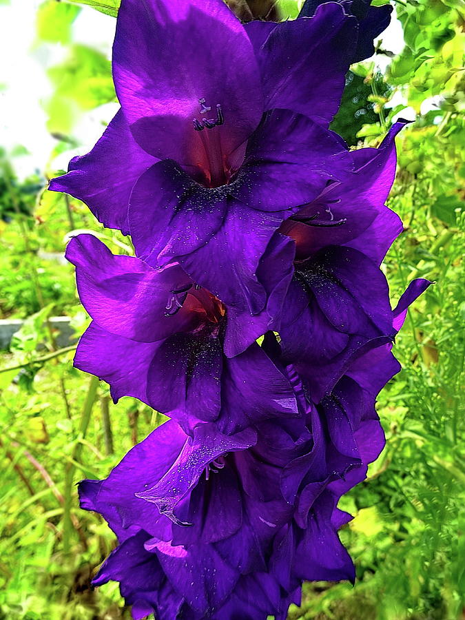Purple Gladiolus Flower Photograph by Lyuba Filatova