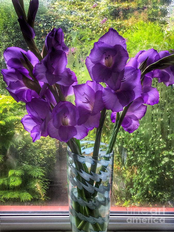 Purple Gladiolus Flowers Photograph
