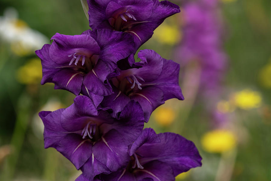 Purple Gladiolus Petals Photograph by Robert Potts