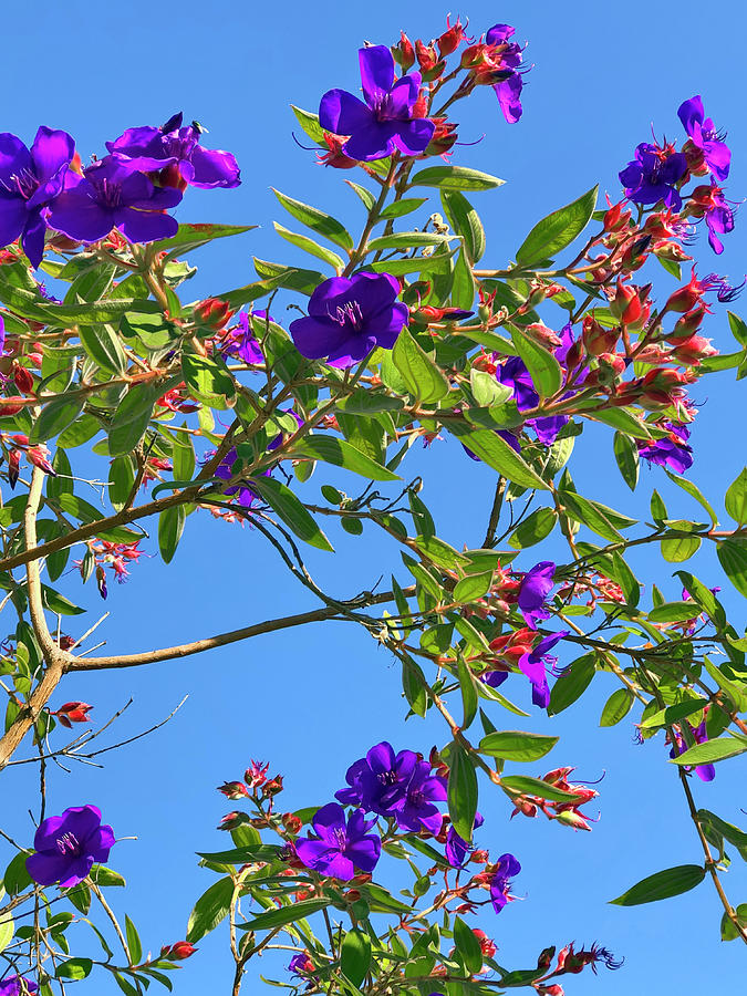 Purple Glory Flowers on Blue Sky Photograph by Bonnie Follett