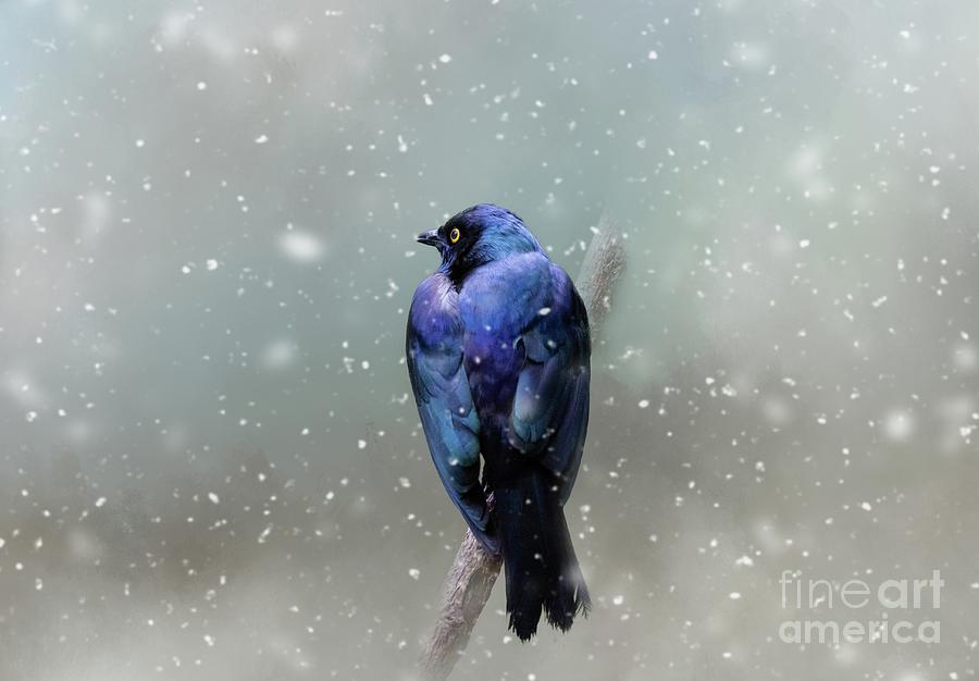 Wildlife Photograph - Purple Glossy Starling in Winter by Eva Lechner