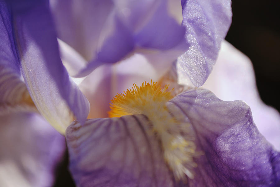 Purple Gold Iris Macro in Sunlight Photograph by Gaby Ethington