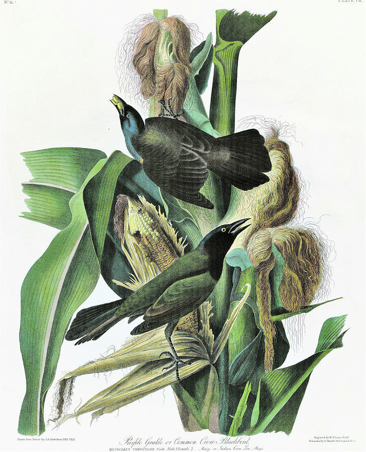 John James Audubon Painting - Purple Grackle or Common Crow Blackbird - Digital Remastered Edition by John James Audubon