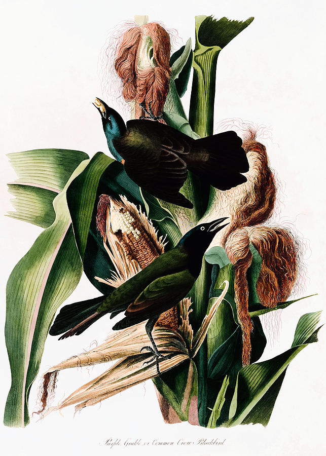 John James Audubon Drawing - Purple Grackle or Common Crow by John James Audubon  by Mango Art