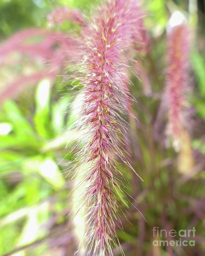 Purple Grass Bristles Photograph by Bentley Davis