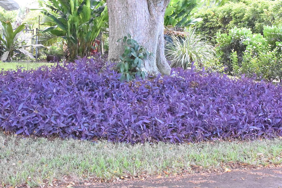 Purple Ground Cover Photograph by Dick Sauer - Fine Art America