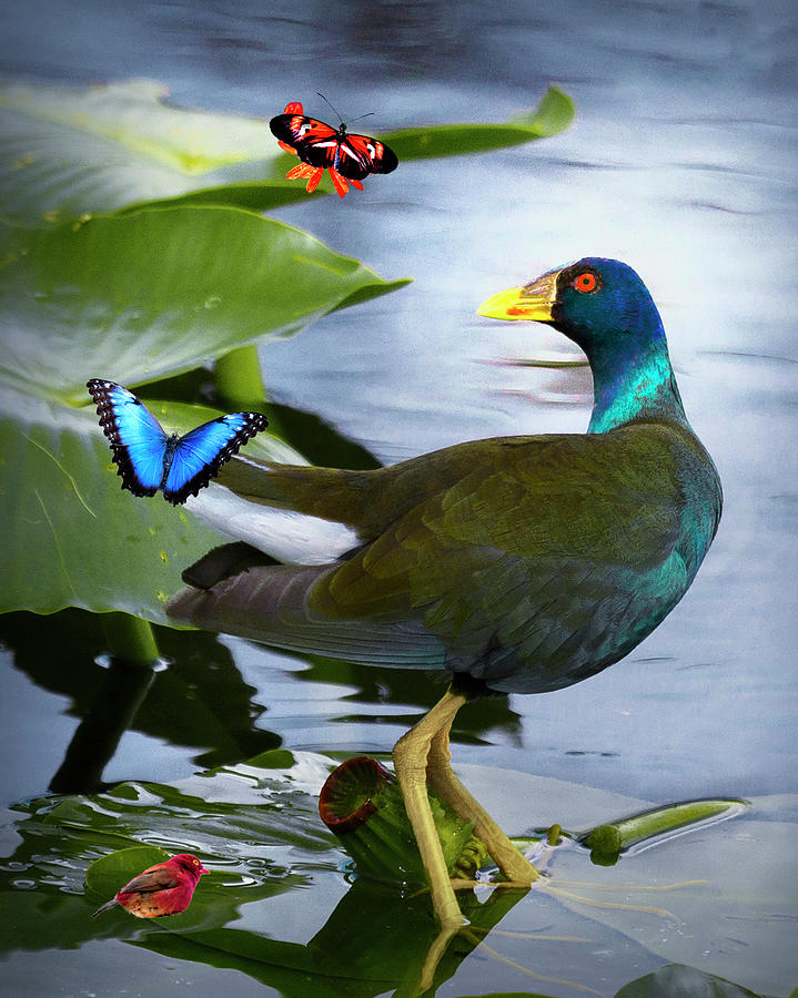 Everglades National Park Photograph - Purple Gullinule 2 by Penny Lisowski