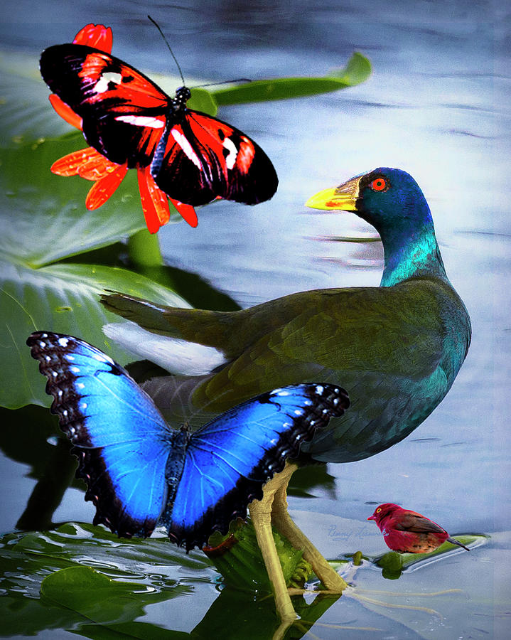 Purple Gullinulle butterflies  red bird Photograph by Penny Lisowski