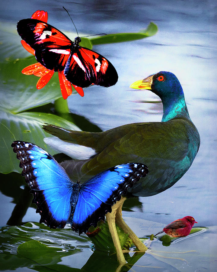 Purple Gullinulle two Butterfliees one Red Bird 2 Photograph by Penny Lisowski