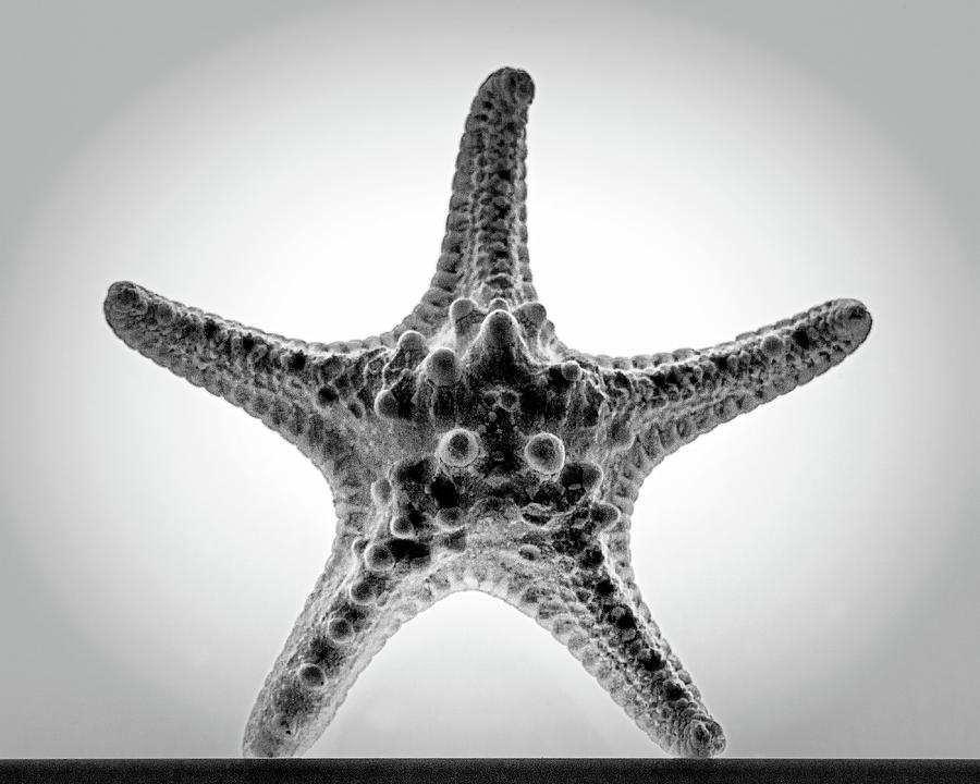 Purple Haze Starfish in Black and White Photograph by Bill Swartwout