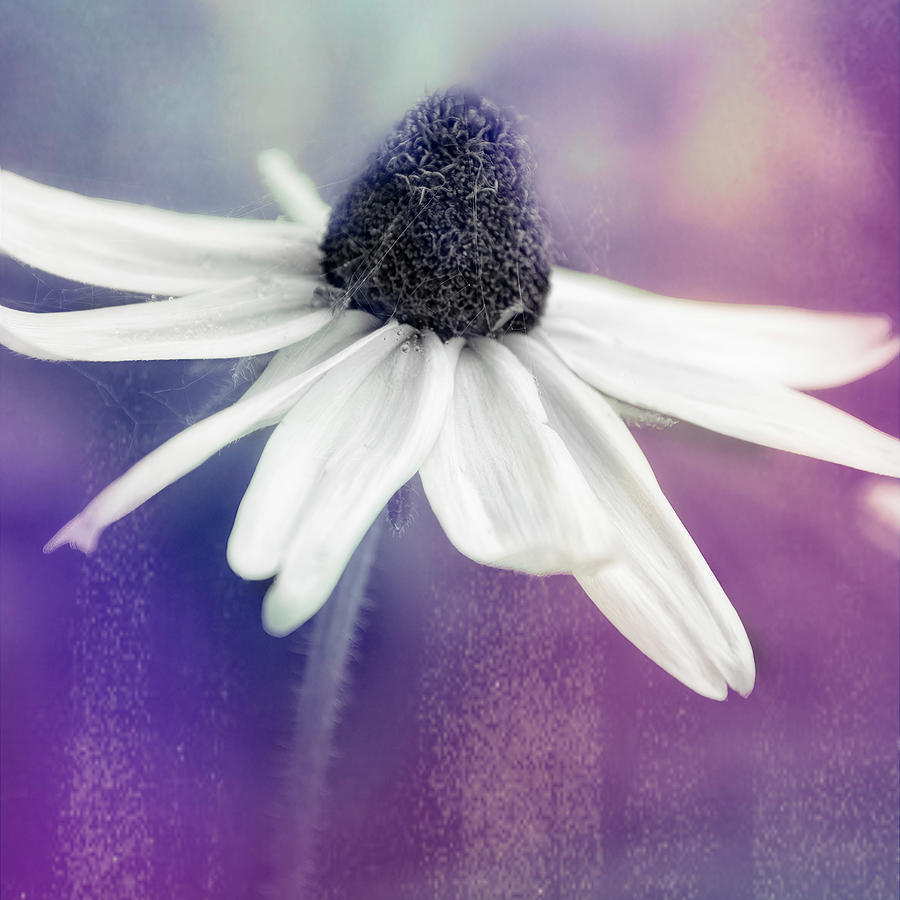 Purple Haze Textured Flower Photo Art.  Photograph by Ann Powell
