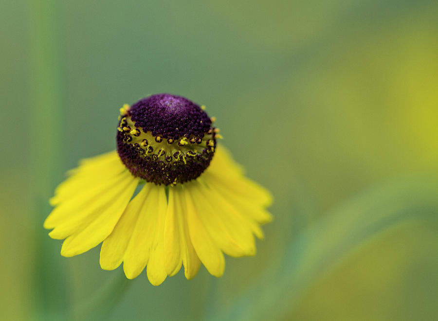 Purple-Headed Sneezeweed Wildflower Photograph by Kathy Clark