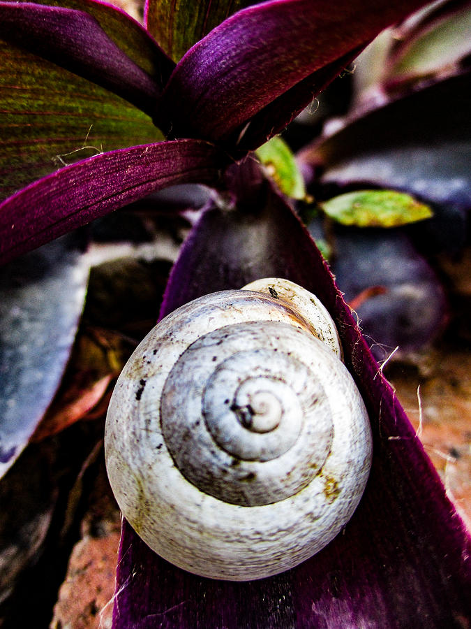 Purple Heart and a Snail Shell Photograph by W Craig Photography