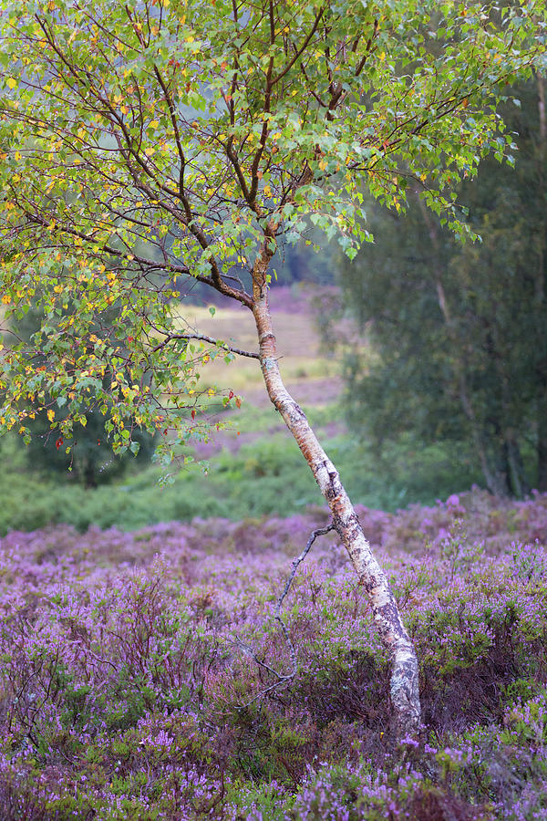 Purple heather and early Autumn golden leaves Photograph by Anita Nicholson