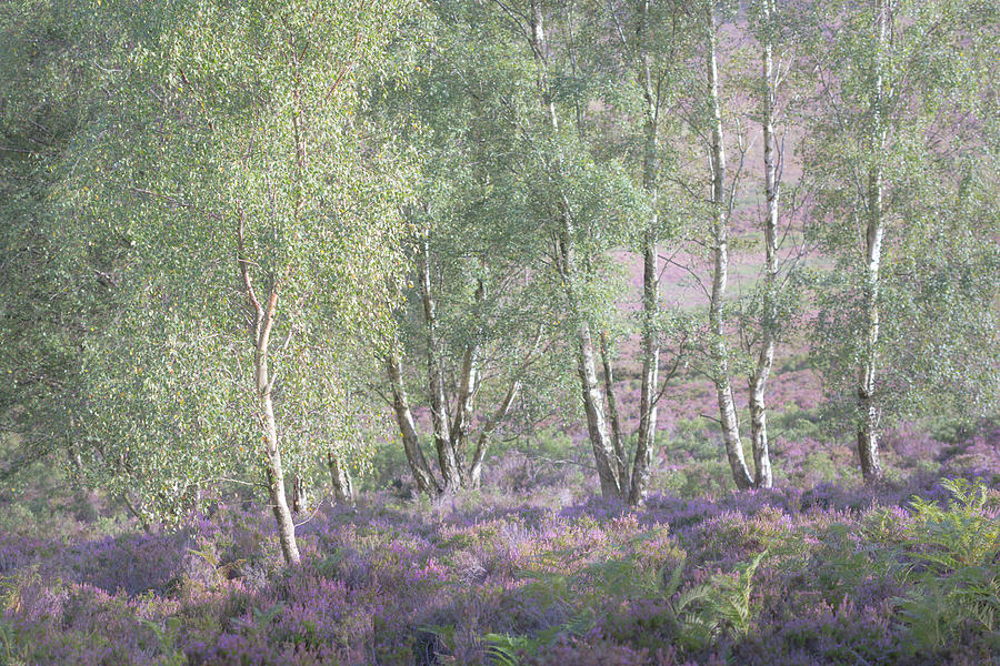 Purple heather and silver birch trees at the end of summer and the beginning of Autumn Photograph by Anita Nicholson