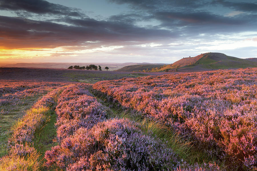 Purple heather at sunset - Northumberland Photograph by Anita Nicholson