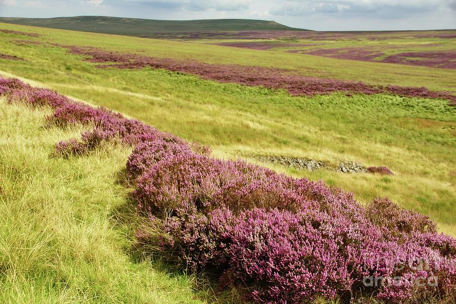 Purple heather in Yorkshire. Photograph by David Birchall