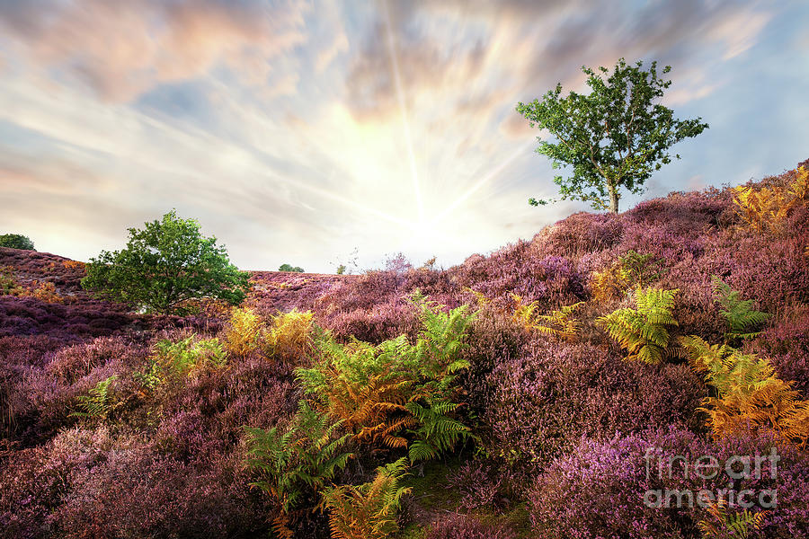 Purple heather sunrise at Roydon Common Norfolk Photograph by Simon Bratt