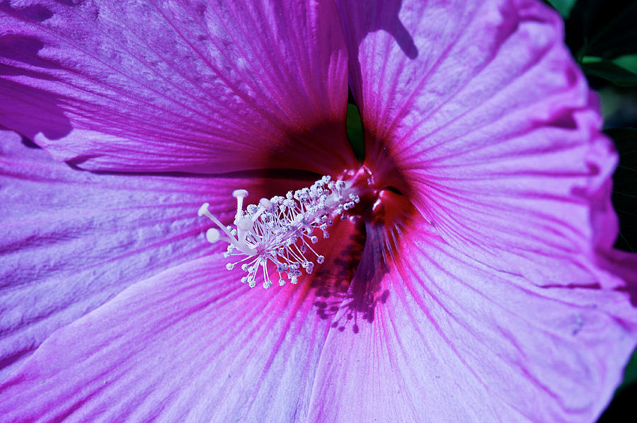 Flowers Still Life Photograph - Purple Hibiscus by Kieffer Meridew