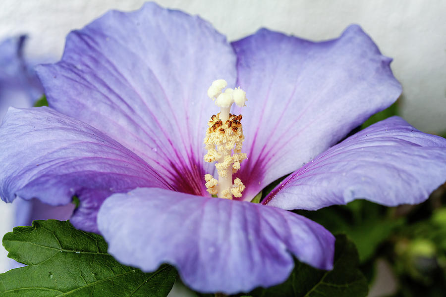 Purple Hibiscus 1 Photograph by Shirley Mitchell