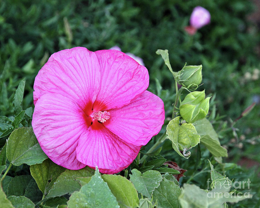 Pink Hibiscus Photograph by Malcolm Howard