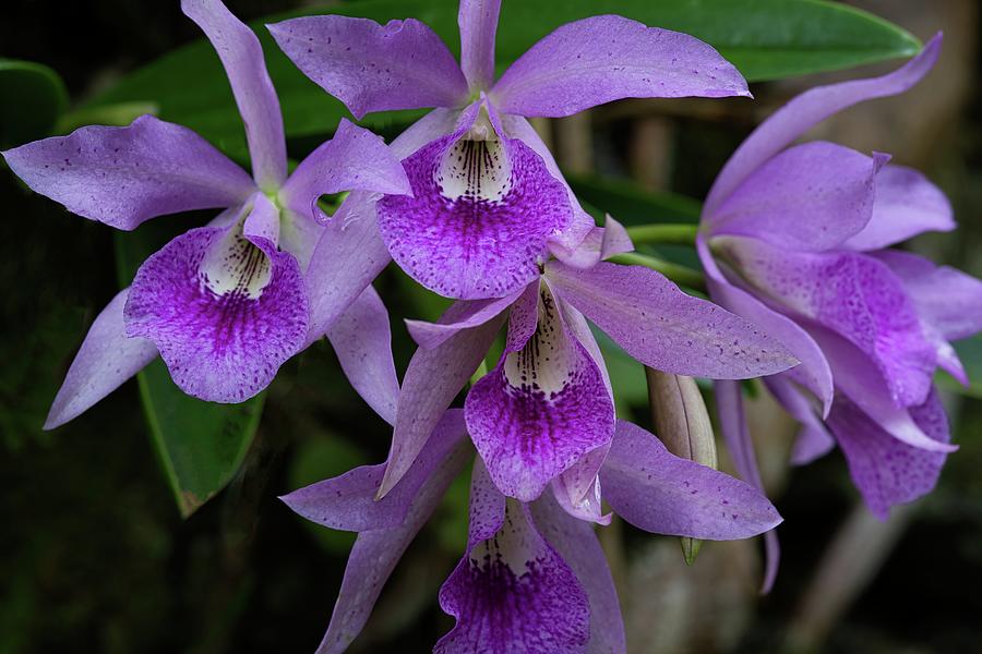 Purple Honohono Orchids Photograph