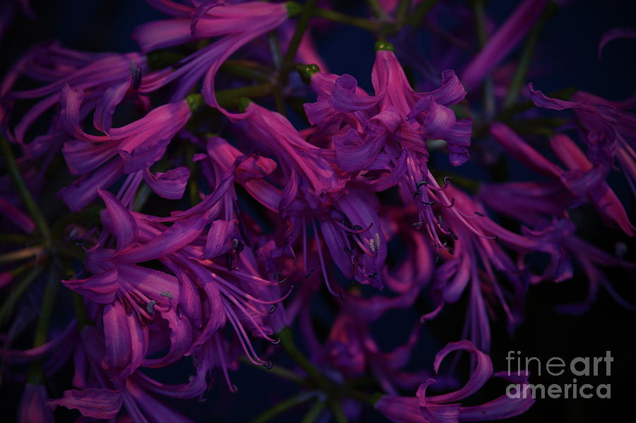 Purple Hyacinth Photograph by Amalia Suruceanu