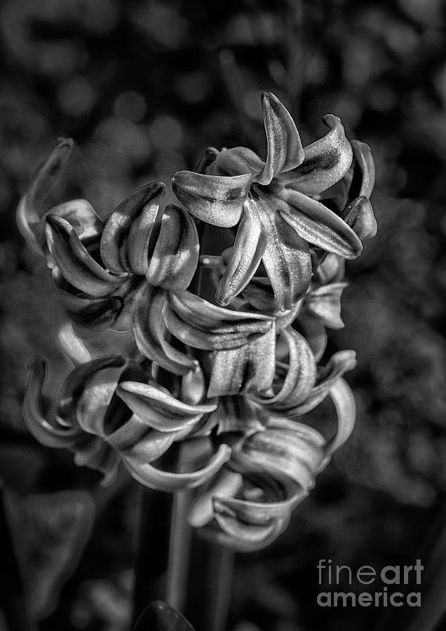 Purple hyacinth bnw  Photograph by The P