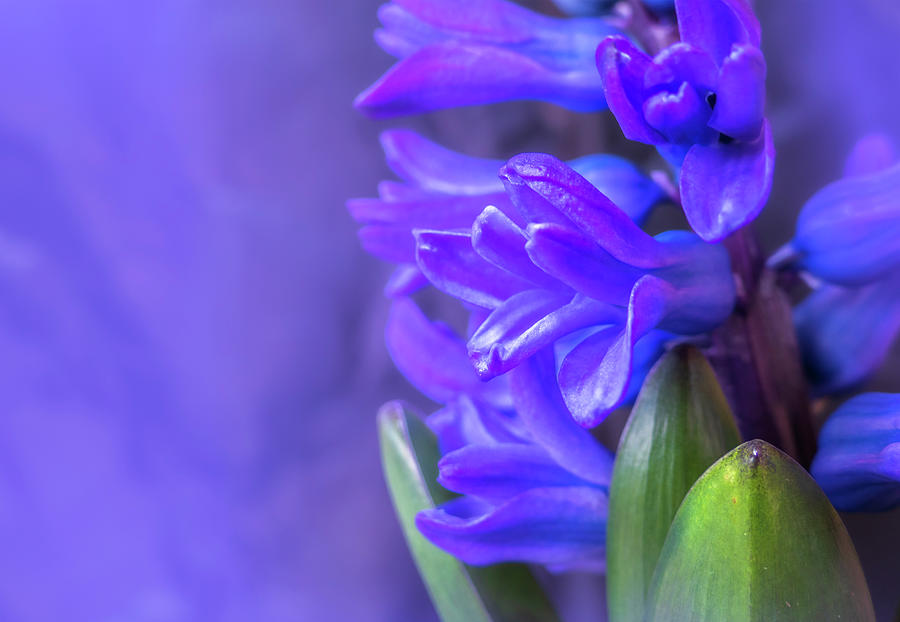 Purple Hyacinth Flower Photograph by Sandra Js