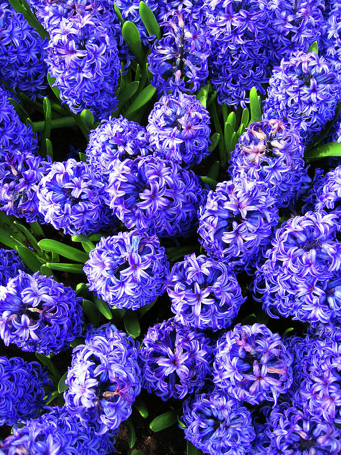 Purple Hyacinth Photograph By Jen Lowery - Fine Art America