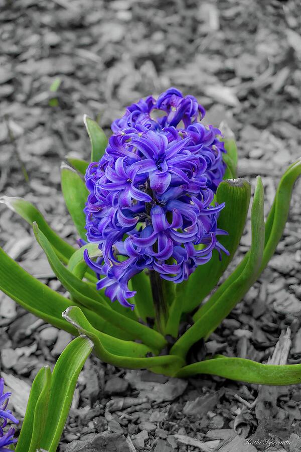Purple Hyacinth Photograph by Kathi Isserman Purple Hyacinth Photograph by Kathi Isserman