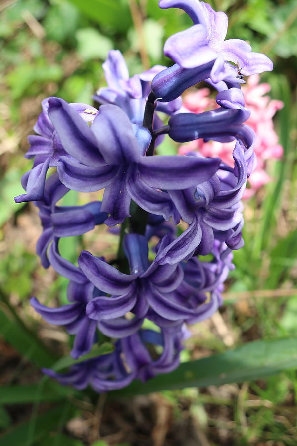 Purple Hyacinth Photograph