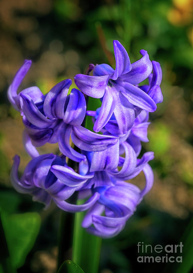 Purple hyacinth Photograph by The P