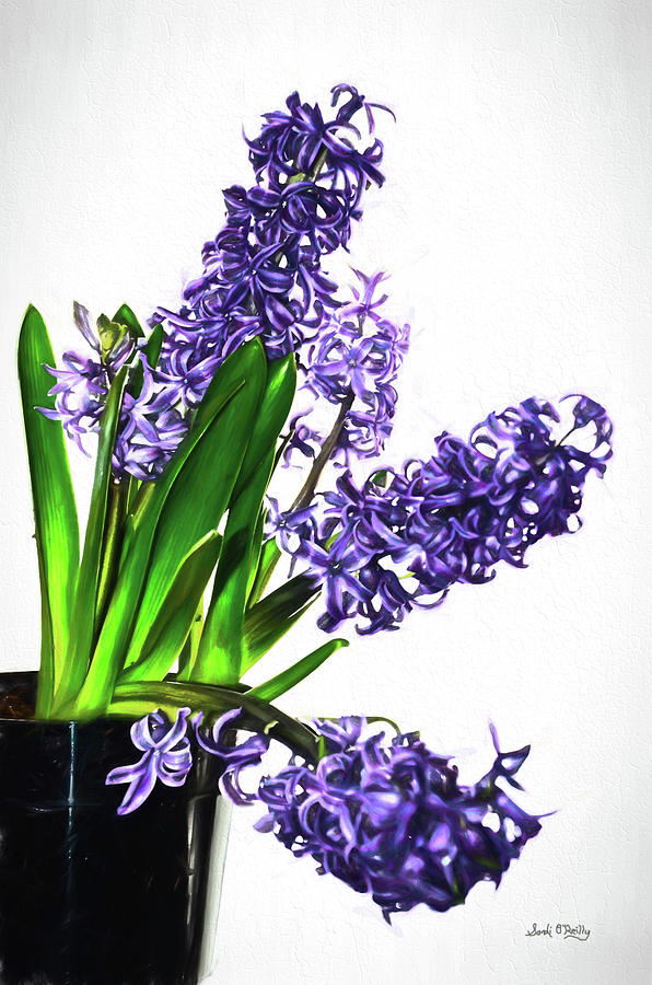 Purple Hyacinths On White Painted Digital Art Mixed Media by Sandi OReilly