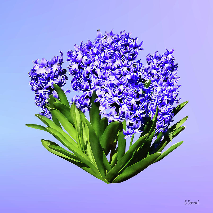 Purple Hyacinths Photograph by Susan Savad