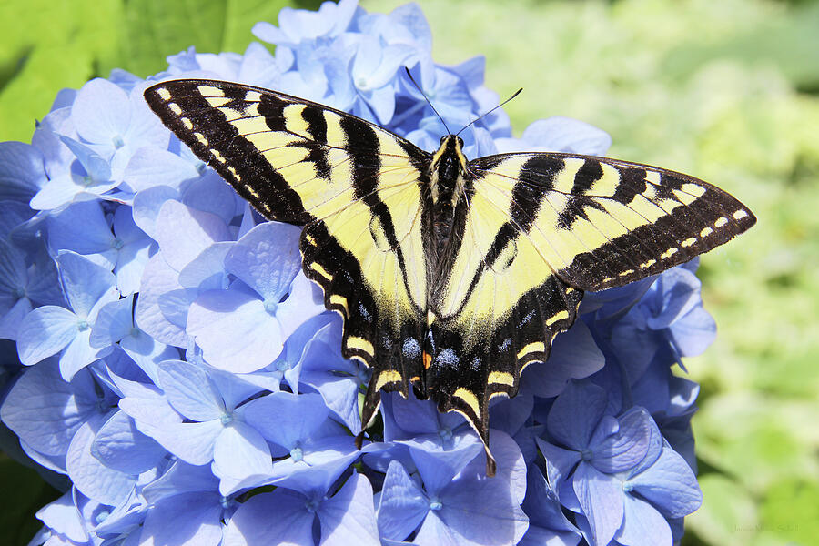Purple Hydrangea Flower Tiger Swallowtail Butterfly  Photograph by Jennie Marie Schell