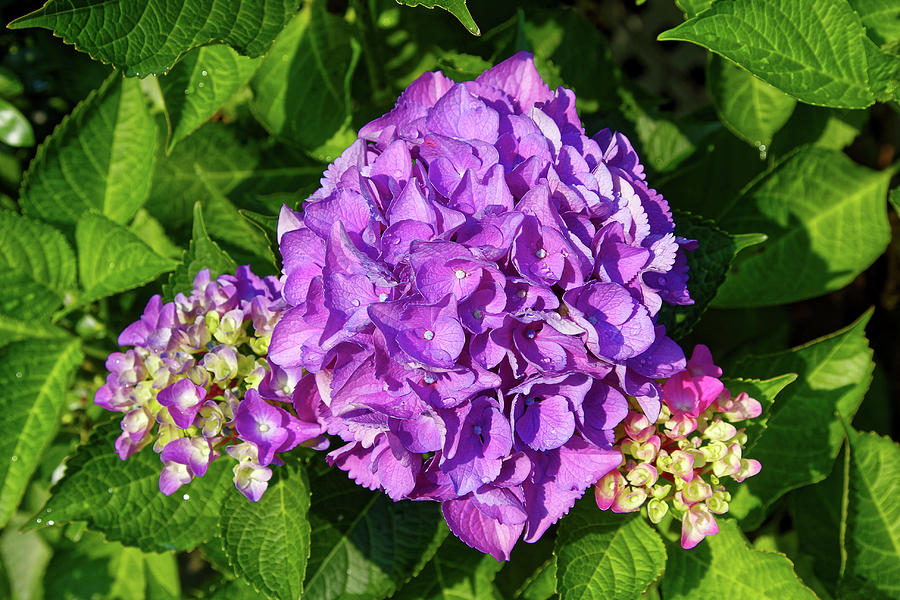 Purple Hydrangea Flower Photograph by Sally Weigand