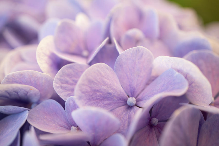 Purple hydrangea Photograph by Lilia D