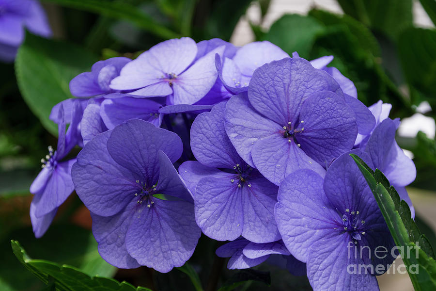 Purple Hydrangea Photograph by Louise Magno