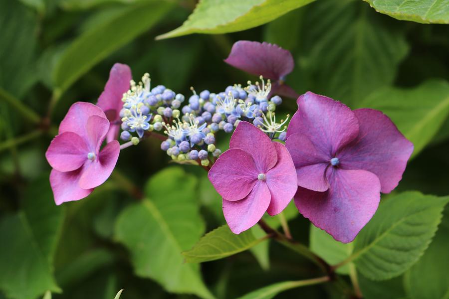 Purple Hydrangea Photograph by Michaela Perryman | Fine Art America