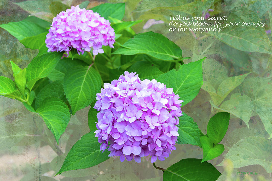 Purple Hydrangeas and Haiku Photograph by Paul Giglia
