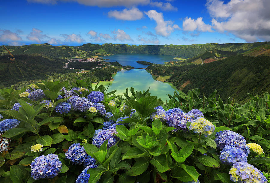 Purple Hydrangeas Blooming Against Lake At Azores Photograph by Sorin Rechitan / EyeEm